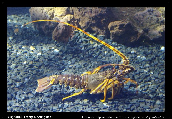 Langosta [Argentina]