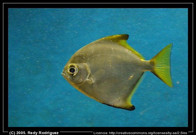 FOTOS PECES COMESTIBLES fotos peces comestibles: