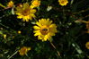 Filename=Cabo_Udra_10.jpg
Filesize=167KiB
Dimensions=1500x999
Date added=Jul 01, 2014 Cabo_Udra_10.jpg