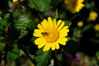 Filename=Cabo_Udra_11.jpg
Filesize=168KiB
Dimensions=1500x999
Date added=Jul 01, 2014 Cabo_Udra_11.jpg