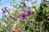 Filename=Cabo_Udra_12.jpg
Filesize=325KiB
Dimensions=1500x999
Date added=Jul 01, 2014 Cabo_Udra_12.jpg