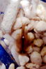 Filename=Triop2.jpg
Filesize=310KiB
Dimensions=1000x1500
Date added=Feb 02, 2014 Triop2.jpg