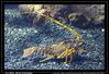 Bestandsnaam=c_langosta.jpg
Bestandsgrootte=93KiB
Afmetingen = 654x451
Datum toegevoegd = 05 sep 2005 c_langosta.jpg