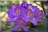 Filnamn=flor.jpg
Filstorlek=85KiB
Dimensioner=840x570
Uppladdade datum=11 Maj 2005 flor.jpg