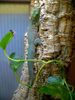 Filename=gecko.jpg
Filesize=273KiB
Dimensions=768x1024
Date added=Jun 12, 2007 gecko.jpg