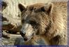 Filename=oso4.jpg
Filesize=146KB
Dimensións=840x570
Data de engadido=Xul 22, 2005 oso4.jpg