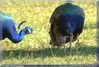 Filnamn=pavos.jpg
Filstorlek=151KiB
Dimensioner=840x570
Uppladdade datum=22 Jul 2005 pavos.jpg