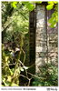 Filename=s_Os_Carranos_12.jpg
Filesize=859KiB
Dimensions=1050x1615
Date added=Sep 29, 2014 s_Os_Carranos_12.jpg