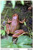 Filename=s_Os_Carranos_13.jpg
Filesize=905KiB
Dimensions=1330x2035
Date added=Sep 29, 2014 s_Os_Carranos_13.jpg