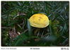 Filename=s_Os_Carranos_15.jpg
Filesize=454KiB
Dimensions=1670x1195
Date added=Sep 29, 2014 s_Os_Carranos_15.jpg