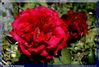 Filnamn=una_rosa_es_una_rosa.jpg
Filstorlek=98KiB
Dimensioner=840x570
Uppladdade datum=12 Jun 2005 una_rosa_es_una_rosa.jpg