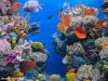 Filename=Acuario.jpg
Filesize=318KiB
Dimensions=1024x768
Date added=May 18, 2005 Acuario.jpg