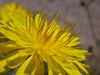 Filename=flor_100_0061.jpg
Filesize=50KiB
Dimensions=640x480
Date added=Dec 18, 2005 flor_100_0061.jpg