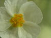 Filename=flor_114_1499.jpg
Filesize=77KiB
Dimensions=640x480
Date added=Dec 18, 2005 flor_114_1499.jpg