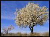 Filename=los_almendros.jpg
Filesize=244KiB
Dimensions=1064x808
Date added=Mar 09, 2006 los_almendros.jpg