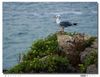 Nombre del archivo=Gaviota.JPG
Tamaño del archivo=379Kb
Dimensiones=1122x865
Fecha añadida=08 de Marzo de 09 Gaviota.JPG