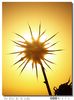 Nombre del archivo=La_flor_de_la_vida.JPG
Tamaño del archivo=280Kb
Dimensiones=636x856
Fecha añadida=11 de Febrero de 09 La_flor_de_la_vida.JPG
