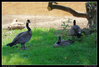 Nombre del archivo=patos.png
Tamaño del archivo=1356Kb
Dimensiones=1065x724
Fecha añadida=09 de Septiembre de 06 patos.png