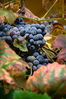 Filename=_MG_7802.jpg
Filesize=116KiB
Dimensions=400x600
Date added=Feb 01, 2010 _MG_7802.jpg