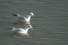 Filename=DSC_0037.jpg
Filesize=129KB
Neurriak=1024x681
Igotze data=Abe 30, 2007 DSC_0037.jpg