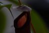 Filename=macro.jpg
Filesize=21KiB
Dimensions=680x455
Date added=Oct 18, 2009 macro.jpg
