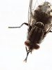 Filename=mosca.jpg
Filesize=184KiB
Dimensions=900x1200
Date added=Jul 15, 2011 mosca.jpg