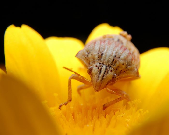 Fotografía ganadora del juego del mes de noviembre de 2011. Autor: Alcion