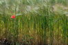 Filename=rosella_proba.jpg
Filesize=1343KB
Neurriak=1440x960
Igotze data=Ira 24, 2019 rosella_proba.jpg