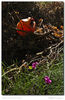 Nombre del archivo=s_2018-07-01_10-54-08.jpg
Tamaño del archivo=732Kb
Dimensiones=1030x1582
Fecha añadida=01 de Julio de 18 s_2018-07-01_10-54-08.jpg