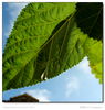Nombre del archivo=s_DSCF3669_escala.JPG
Tamaño del archivo=976Kb
Dimensiones=1050x1105
Fecha añadida=13 de Octubre de 12 s_DSCF3669_escala.JPG