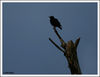 Filename=027.jpg
Filesize=126KiB
Dimensions=1049x811
Date added=Aug 06, 2008 027.jpg