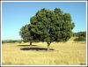 Nombre del archivo=Arboles.jpg
Tamaño del archivo=451Kb
Dimensiones=1043x793
Fecha añadida=27 de Noviembre de 07 Arboles.jpg