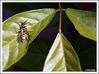 Imagem=Avispa_2.jpg
Tamanho=290KB
Dimensão=1049x782
Data Envio=01 Jun, 2008 Avispa_2.jpg