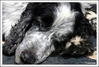 Dateiname=Cocker_Spaniel.jpg
Dateigröße=316KB
Abmessungen: 1049x713
hinzugefügt am: 16. Juni 2008 Cocker_Spaniel.jpg