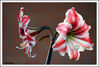 Filename=Doble_flor.jpg
Filesize=210KiB
Dimensions=1049x713
Date added=May 26, 2008 Doble_flor.jpg