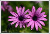 Nombre del archivo=Flor_1.jpg
Tamaño del archivo=205Kb
Dimensiones=1049x713
Fecha añadida=26 de Mayo de 08 Flor_1.jpg