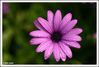 Imagem=Flor_2.jpg
Tamanho=173KB
Dimensão=1049x713
Data Envio=26 Mai, 2008 Flor_2.jpg