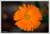 Nome da imagem=Flor_3.jpg
Tamanho=157KB
Dimensão=1049x713
Data Envio=26 Mai, 2008 Flor_3.jpg