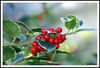 Filename=Frutos rojos del acebo.jpg
Filesize=228KiB
Dimensions=1057x721
Date added=Dec 13, 2007 Frutos rojos del acebo.jpg