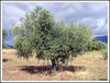 Nombre del archivo=Olivoolivar.jpg
Tamaño del archivo=544Kb
Dimensiones=1043x793
Fecha añadida=27 de Noviembre de 07 Olivoolivar.jpg