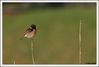 Nombre del archivo=Pajarillo_1.jpg
Tamaño del archivo=98Kb
Dimensiones=1049x713
Fecha añadida=17 de Mayo de 08 Pajarillo_1.jpg