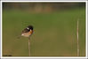 Filename=Pajarillo_2.jpg
Filesize=97KB
Dimensións=1049x713
Data de engadido=Mai 17, 2008 Pajarillo_2.jpg