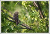 Nombre del archivo=Pajarito_1.jpg
Tamaño del archivo=280Kb
Dimensiones=1049x713
Fecha añadida=27 de Mayo de 08 Pajarito_1.jpg