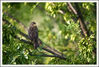 Nombre del archivo=Pajarito_2.jpg
Tamaño del archivo=283Kb
Dimensiones=1049x713
Fecha añadida=27 de Mayo de 08 Pajarito_2.jpg