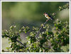 Nombre del archivo=Pajarito_colorido.jpg
Tamaño del archivo=293Kb
Dimensiones=1049x809
Fecha añadida=17 de Mayo de 08 Pajarito_colorido.jpg