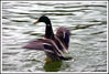 Filename=Pato.jpg
Filesize=265KB
Dimensi : 1038x702
Tanggal dimasukkan : Apr 14, 2008 Pato.jpg