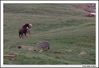 Bestandsnaam=caballos_1.jpg
Bestandsgrootte=198KiB
Afmetingen = 1070x738
Datum toegevoegd = 19 jun 2009 caballos_1.jpg