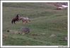 Dateiname=caballos_2.jpg
Dateigröße=197KB
Abmessungen: 1070x735
hinzugefügt am: 19. Juni 2009 caballos_2.jpg