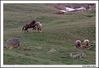 Filename=caballos_3.jpg
Filesize=203KiB
Dimensions=1070x735
Date added=Jun 19, 2009 caballos_3.jpg