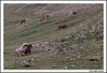Filename=caballos_4.jpg
Filesize=248KB
Neurriak=1070x735
Igotze data=Eka 19, 2009 caballos_4.jpg